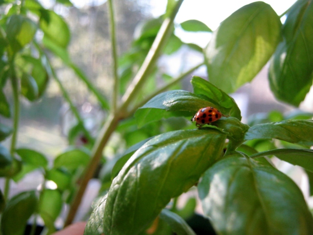 blog ladybug and spray roses 002