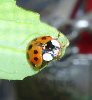 blog ladybug and spray roses 018