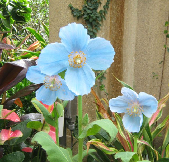 blue poppy 5