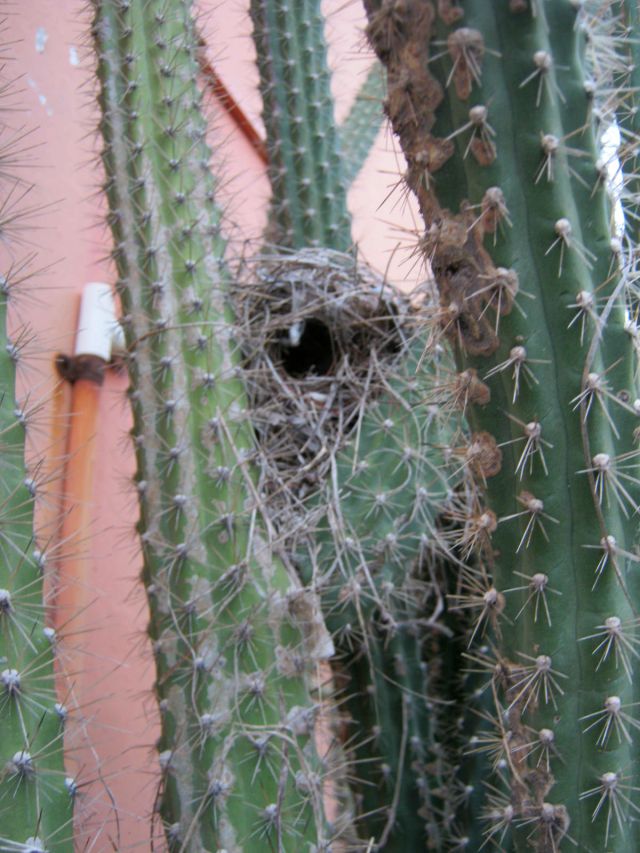 Hummingbird Nest in Cactus