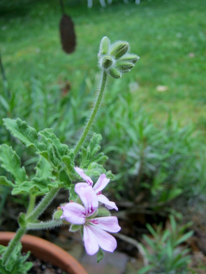 Scented Geranium Flowers and Buds