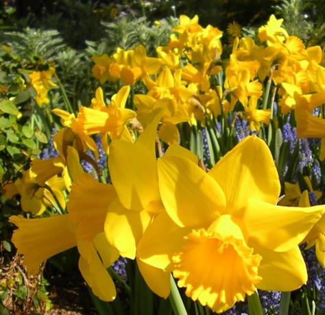 daffodils close-up